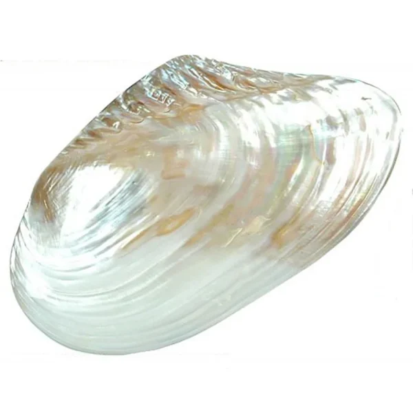 avalon o nacar g
